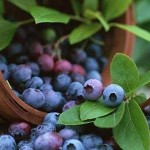 Черника. Полезные продукты